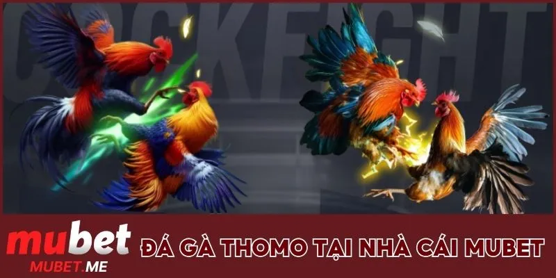 Đá gà Thomo